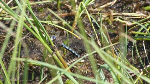 Réf. 347 271 : Aeshna caerulea